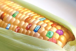 Top 10 alimente modificate genetic. Acum si cu gene umane!