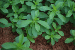 produse eco