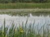 Proiect de protectie a biodiversitatii Prutului de 3.000.000 de euro
