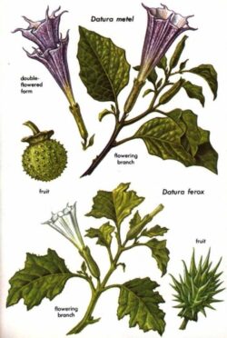 scopolamine