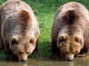 În România, reţeaua Natura 2000 însumează 22,68% din suprafaţa ţării