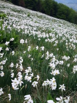 Sarbatoare in Poiana Narciselor de la Negrileasa