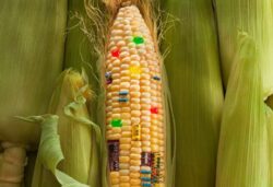 Timisul a devenit campion la cultura de porumb modificat genetic