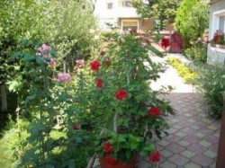 bistrita