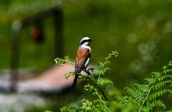 Parcul National Defileul Jiului – Investitie cheie pentru oameni si natura, la finalizarea proiectului