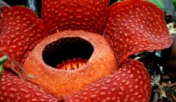 floare cadavru