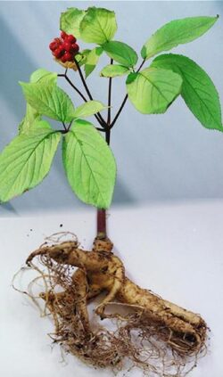 Sanatatea ta: 6 suplimente alimentare naturale care iti dau mai multa energie