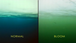 ocean