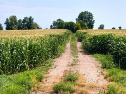 Modificarea Directivei privind posibilitatea statelor membre de a interzice cultivarea OMG