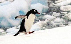 V-ati intrebat vreodata de ce nu zboara pinguinii?