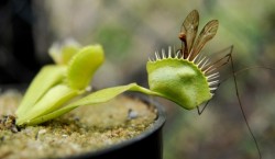 plante carnivore