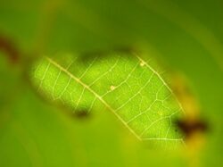 vara-verde