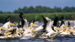 Romania are 12 zone umede protejate (COP11 Ramsar)