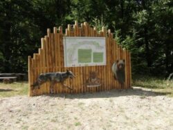 Pe urmele carnivorelor mari din rezervatia naturala Tisita