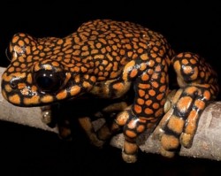 O specie de broasca ecuadoriana a fost denumita dupa printul Charles