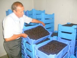 fructe de padure