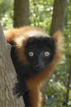 Cele mai multe specii de lemurieni din Madagascar sunt in pericol. Care este planul de salvare