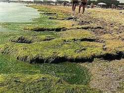 Plajele romanesti, mai curate? Primul proiect pilot de oprire a algelor a avut succes