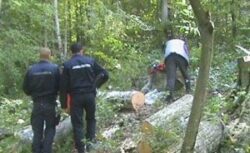 Lucia Varga atentioneaza: Sanctiuni drastice pentru cei ce taie ilegal padurile