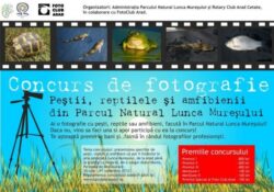 Concurs de fotografie. Pestii, reptilele si amfibienii din Parcul Natural Lunca Muresului