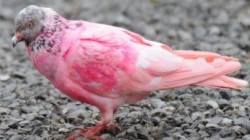 Un porumbel roz a devenit vedeta