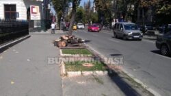 Modernizarea Bulevardului Stefan cel Mare din Iasi a inceput prin taierea copacilor