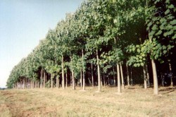 Copacul-minune, care creste rapid, nu arde usor si consuma mult CO2, va fi plantat in Romania