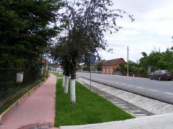 actiunicuratenie