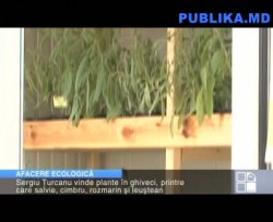 Afacere ecologica: mirodenii in ghiveci
