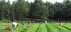 Agricultura eco