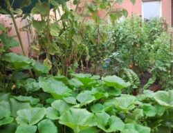 Ajutoare pentru agricultura ecologica in Ialomita
