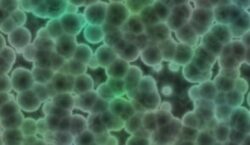 bacterie