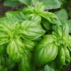 Plante vindecatoare crescute in casa
