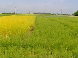 camelina