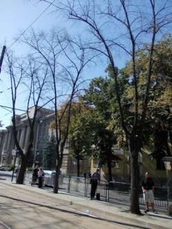 copaci timisoara