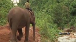 Braconaj in floare in Kenya