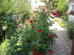 gradina