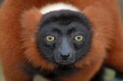 lemurii