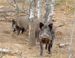 Animalele salbatice care produc daune pot fi impuscate si in extrasezon