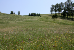 ponoare