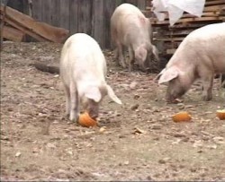 Veterinarii au verificat conditiile de bunastare si transport a animalelor in cospodariile populatiei