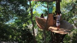 Restaurantul unde clientii mananca in copac, in "cuiburi de pasare"