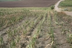 CE vrea sa ajute Romania dupa dezastrele cauzate de inundatii si seceta