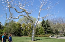 Arborele de otel. Cate ceva despre americani si Parcurile Nationale din SUA