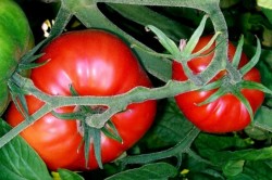 tomate