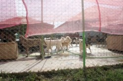 Iubitorii de animale si-ar dori un targ de adoptii. Nimeni nu s-a oferit insa sa ii sprijine!