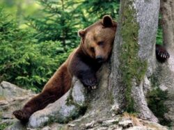 Ursul monitorizat prin satelit de catre WWF in Maramures a fost ucis