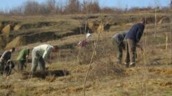 Aproximativ 160 de hectare vor fi impadurite printr-un program al Consiliului Judetean Teleorman
