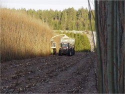 Salcia energetica, o afacere profitabila care salveaza paduri
