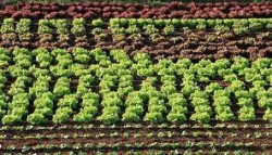 Conferinta "Food Retail in Romania" - Daniel Constantin: Strainii sunt atrasi sa cumpere terenuri in Romania de calitatea solului